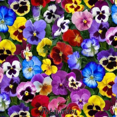 6955 - Stedmoderblomster Patchworkstof