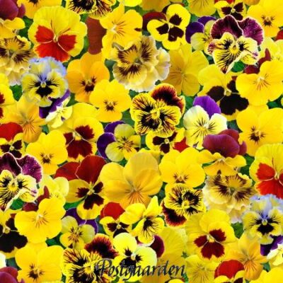 7691 gul patchworkstof med stedmoderblomst - postgaarden.com - postgården